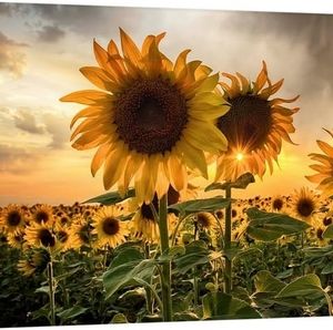 Meet your Posher, Cindi